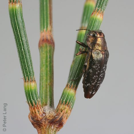 Diphucrania scabiosa, PL1182, female, on Allocasuarina verticillata, SL, 7.0 × 2.7 mm